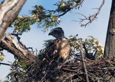 Young Redtail Hawk