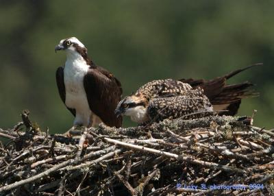 Osprey Family 19