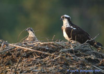 Osprey Family 15