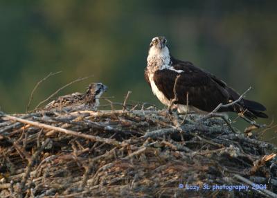 Osprey Family 6