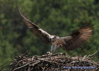Osprey Family 27