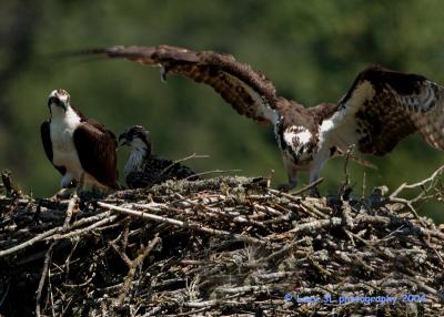 Osprey Family 11