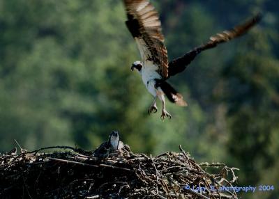 Osprey Family 14