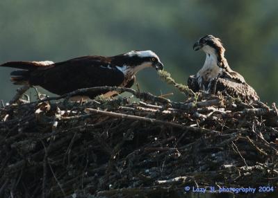 Osprey Family 16