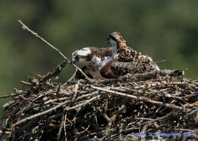 Osprey Family 17