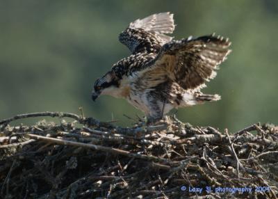 Osprey Family 18