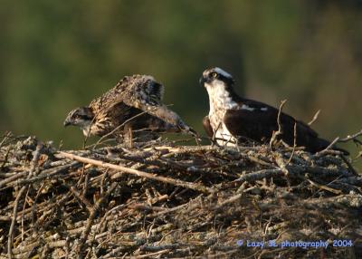 Osprey Family 20