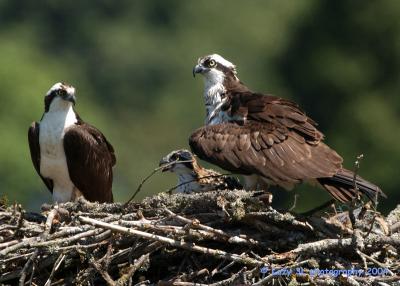 Osprey Family 21