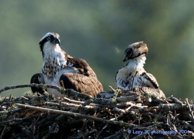 Osprey Family 23
