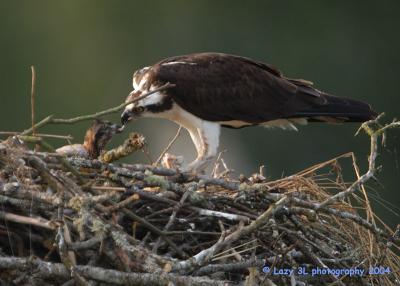 Osprey Family 7