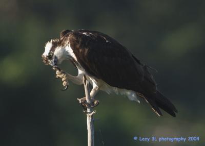 Osprey Family 28