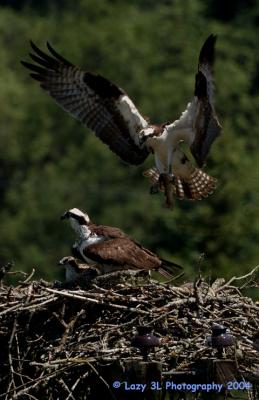 Osprey Family 2