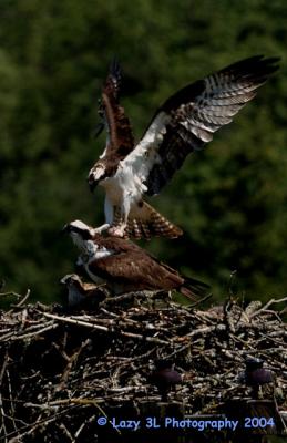 Osprey Family 3