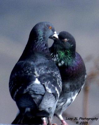 Pigeons, billing and cooing