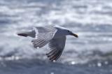 Seagull