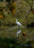Egret
