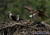Osprey Family 12