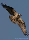 Osprey Family 4