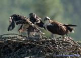 Osprey Family 26