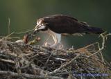 Osprey Family 7