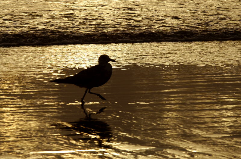 Sillouette