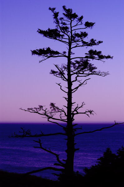 Sillouette at Sunrise