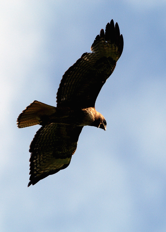 Screaming Redtail Mama