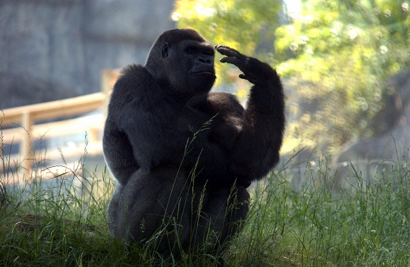 The Thinker - Atlanta Zoo