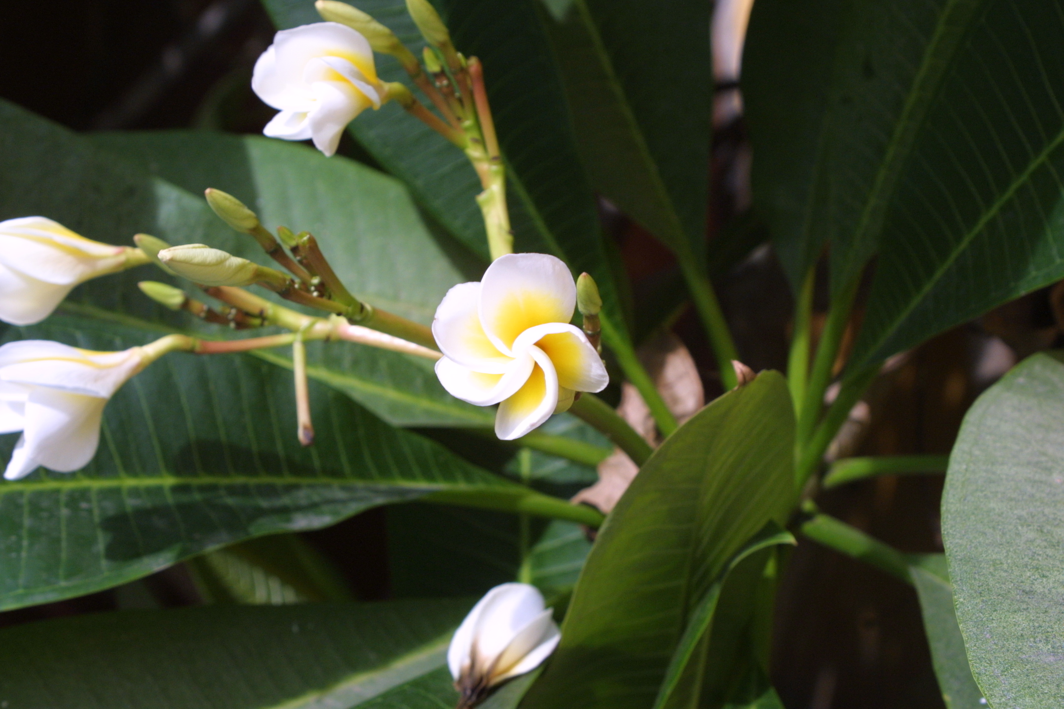 Frangipani Flower