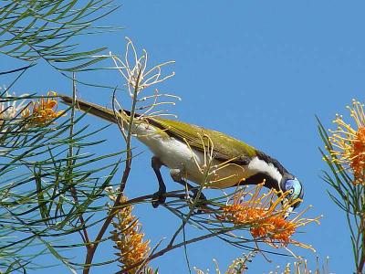 blue-faced honeyeater (entomyzon cyanotis)