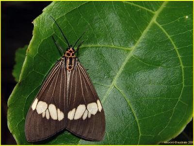 papillon australien - male or female?
