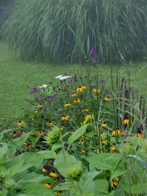 butterfly bush