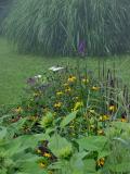 butterfly bush