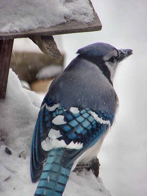 blue jay