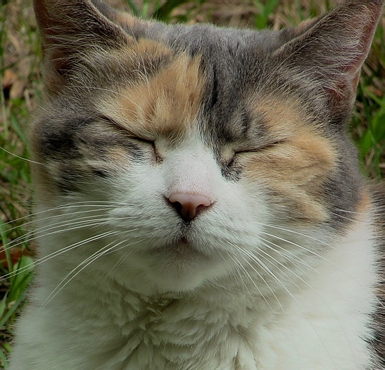 contentment