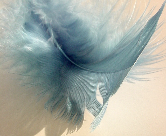 blue feather
