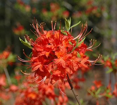 Azalea, Oconee