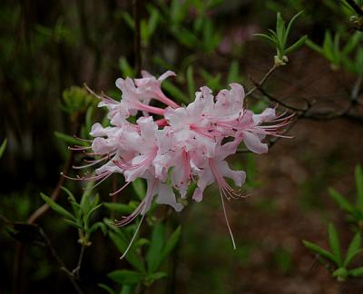 Azalea, Piedmont