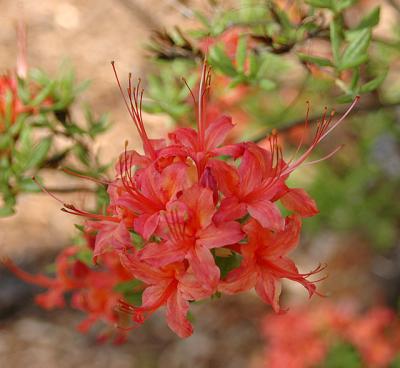 Azalea, Oconee