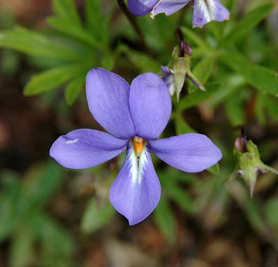 Violet, Bird Foot