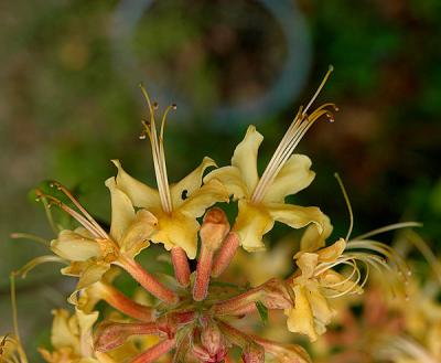 Azalea, Florida Flame