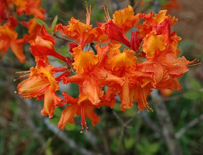  Azaleas, Native 