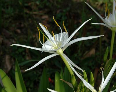 Lily, Spring Spider