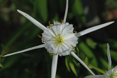 Lily, Spring Spider