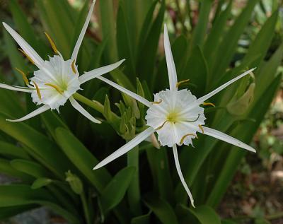 Lily, Spring Spider