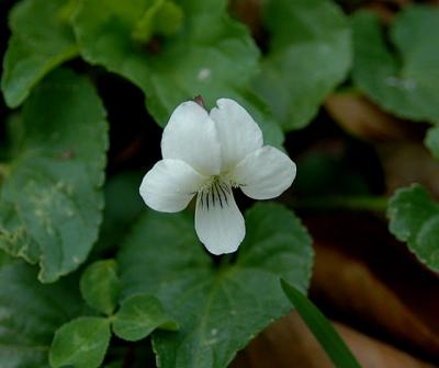 Violet, Canadian white