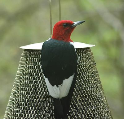 Red-headed Woodpecker