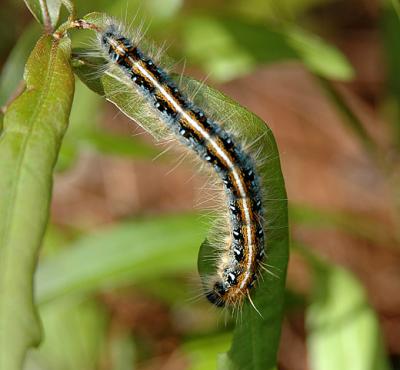 Eastern Tent Caterpillar Moth (7701)