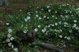 Cherokee Roses