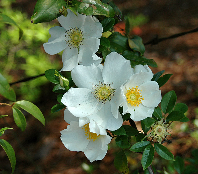 Cherokee Rose
